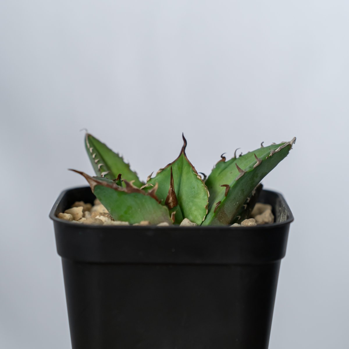 アガベ チタノタ 白犀牛 シロサイ TC株 Agave titanota White Rhin