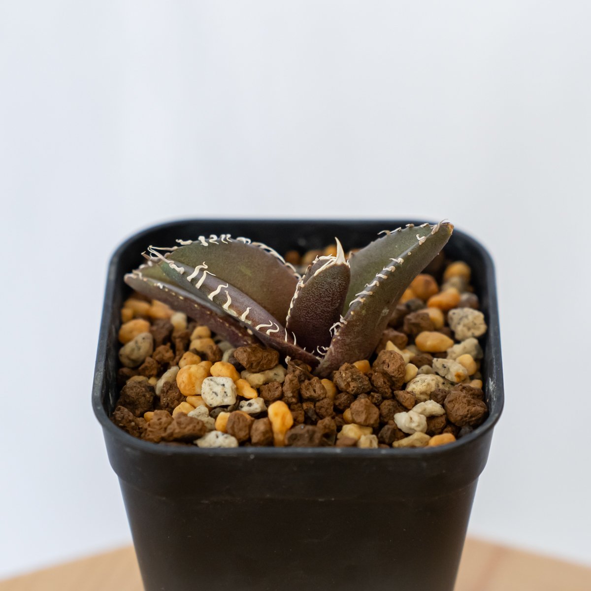 アガベ チタノタ 金蟾【発根管理中】TC株 Agave titanota kinsen 多肉植