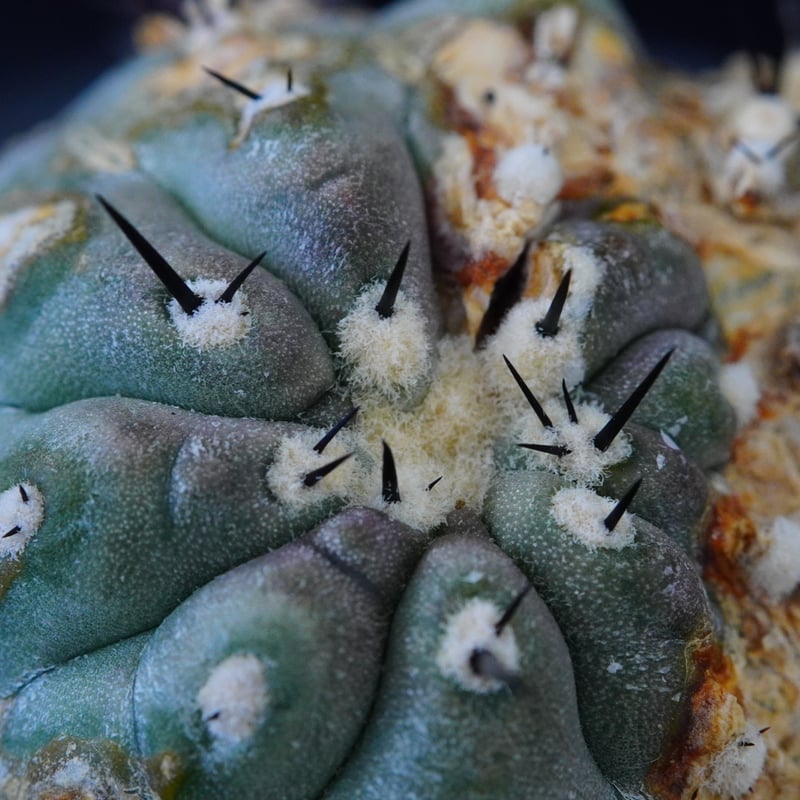コピアポア シネレア 短刺黒王丸 Copiapoa cinerea var.unguspinu