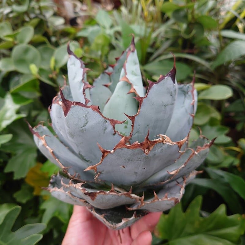 アガベ チタノタ ブラックアンドブルー Agave titanota black&blue B