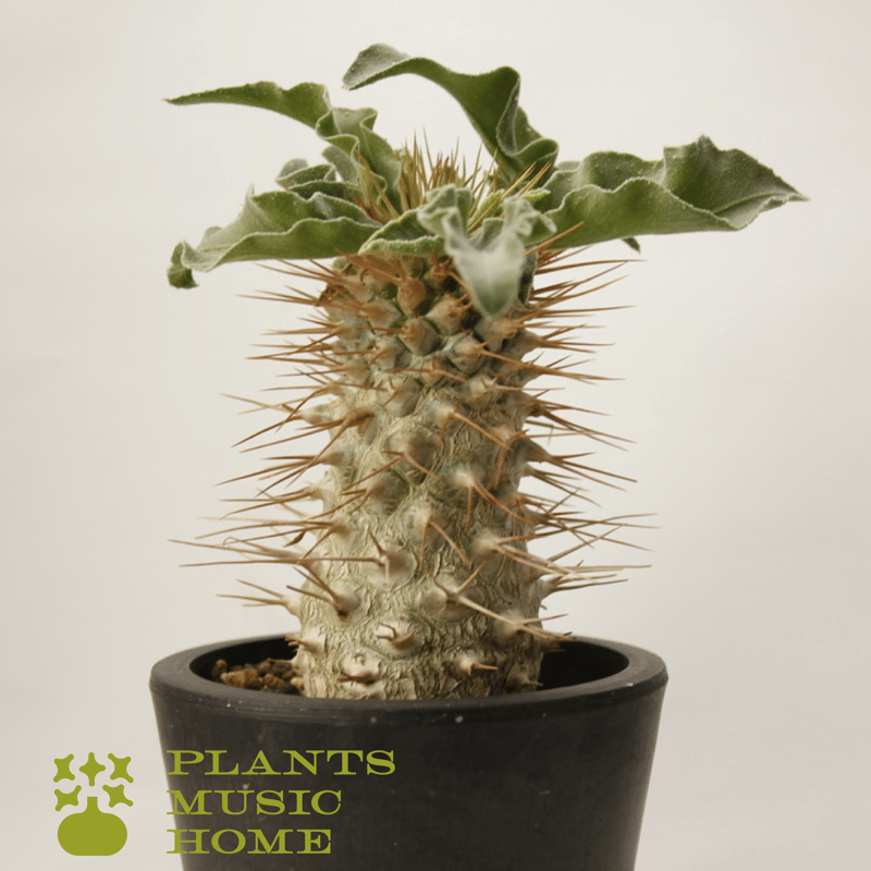 パキポディウム ナマクアナム 光堂 Pachypodium namaquanum | Plan