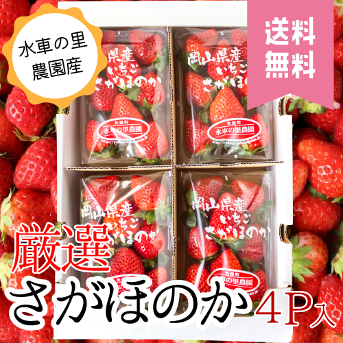 予約販売】さがほのか 苺 4パック入【送料無料】 | 水車の里フルーツトピア