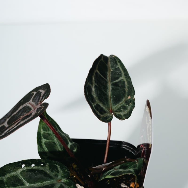 アンスリウム・ミシェル（Anthurium 'Michelle'） _250511B_6/8写