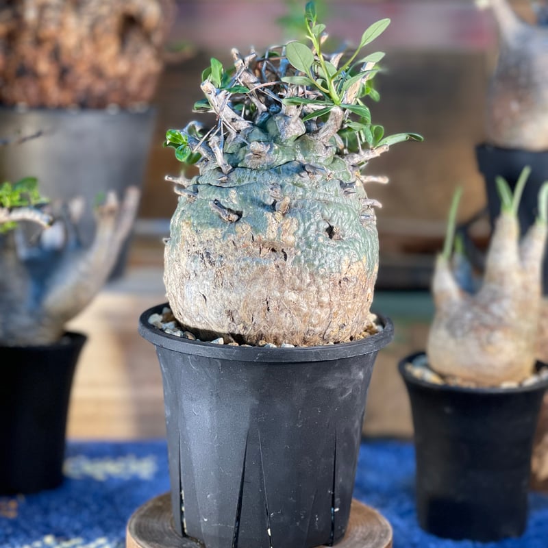 フォークイエリア コルムナリス(観峰玉) | morikoro plants