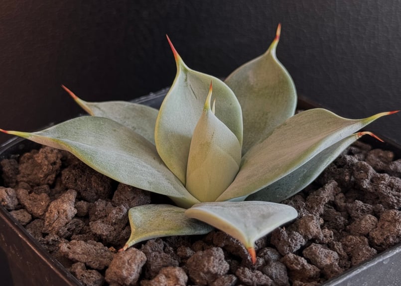 アガベ・一本刺｜（芽）-002｜ agave isthmensis inermis | Plu