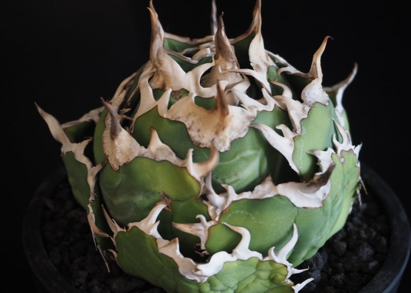 アガベ・チタノタ白鯨（ボールタイプ）中-091｜agave titanota white wh