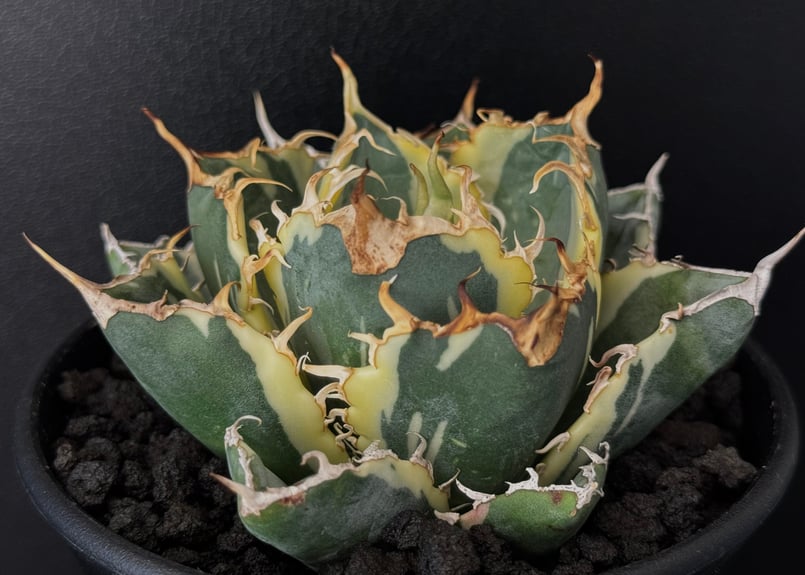 アガベ・チタノタ白鯨（覆輪）芽-006｜agave titanota white whale