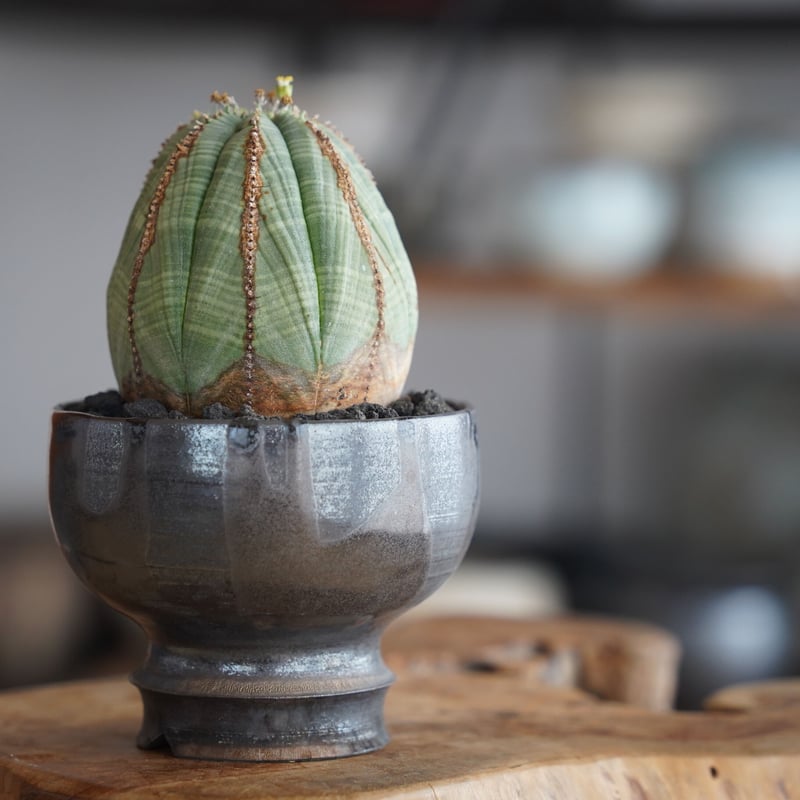 ユーフォルビア オベサ 木質化 φ7.5cm〈オス〉 × naka. 作「BLACK × BL