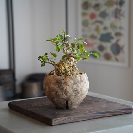 CATEGORY ハリツルマサキ(マッコウ) | 陶賊 -TOUZOKU- bonsai &