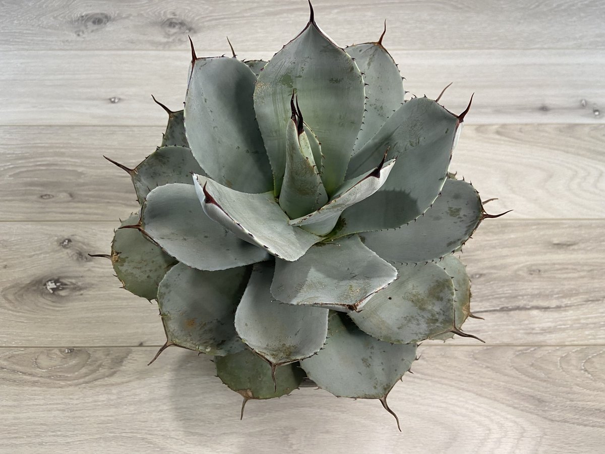Agave parryi ssp. parryi】アガベパリーパリー | ACE GARAG