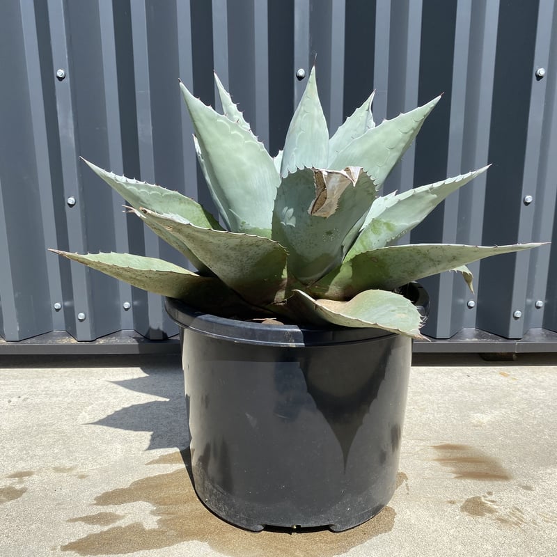 Agave ovatifolia】アガベ・オバティフォリア | ACE GARAGE 8 -