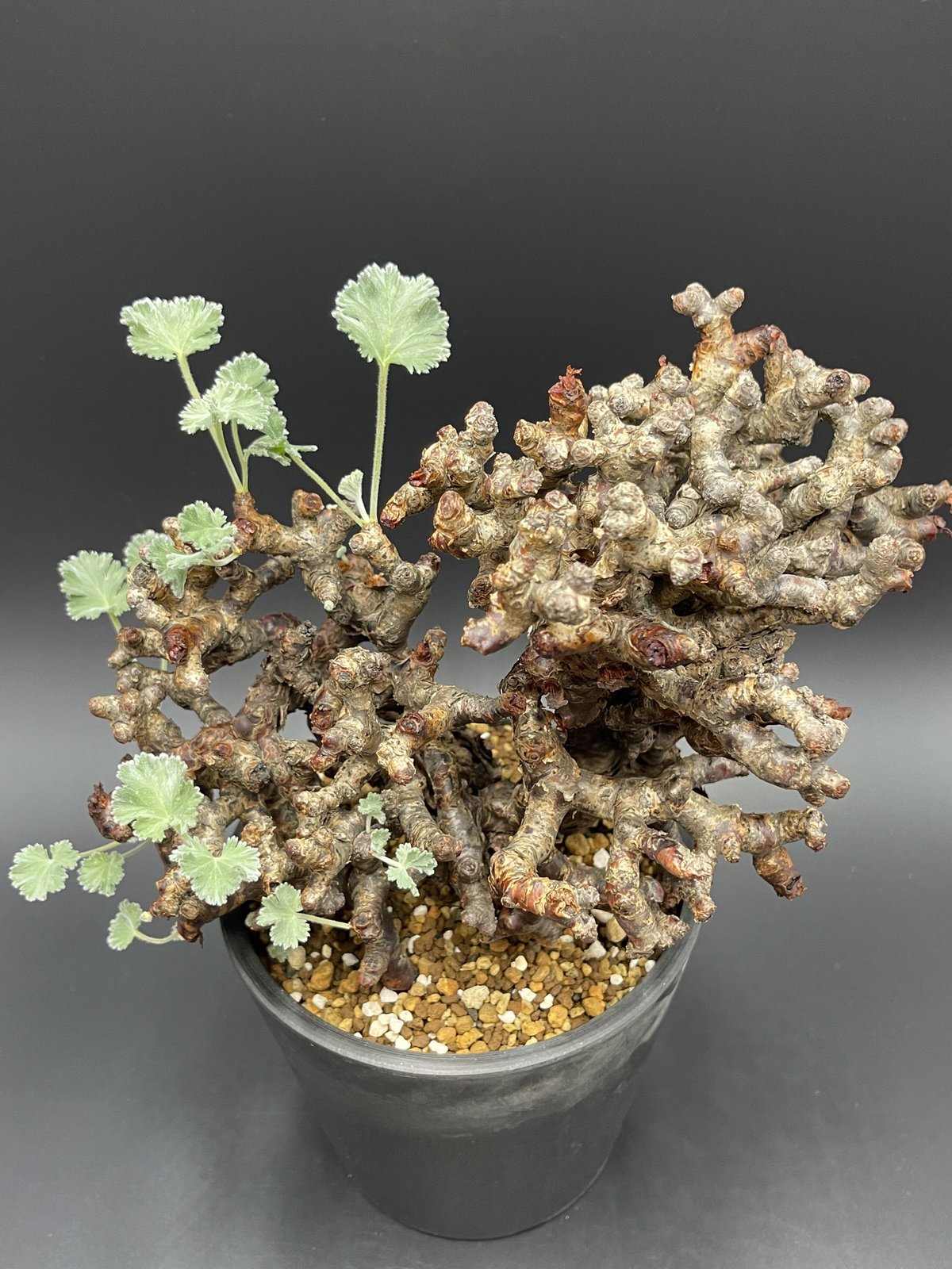本物】ラズベリー苗 Tulameen（トゥラミーン）植物検疫合格品海外輸入苗