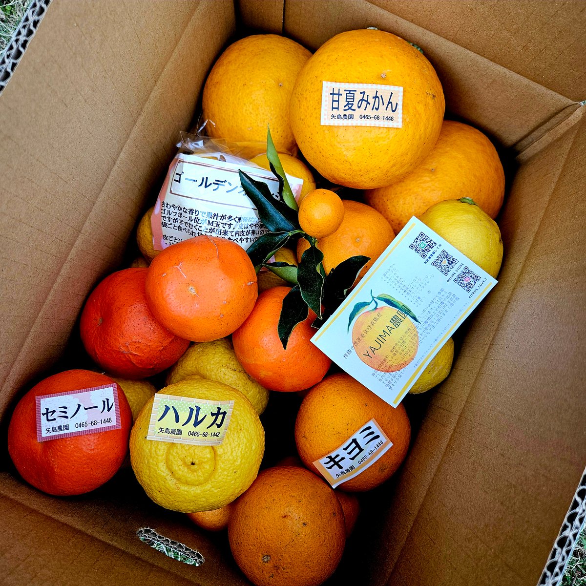 4月の🍊季節の柑橘詰め合わせ10キロ | 柑橘直送 YAJIMA農園