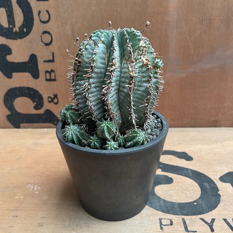 No.026 ユーフォルビア ホリダ / Euphorbia Horrida Φ9×H9.5