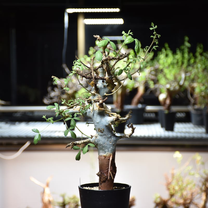 Commiphora holtziana コミフォラ ホルトジアナ 発根済現地株 #7 | B