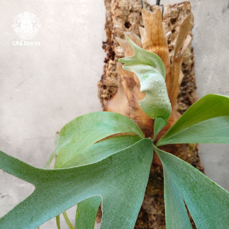 Platycerium Banna #A (pup) ビカクシダ バンナ #A (子株) ビカ