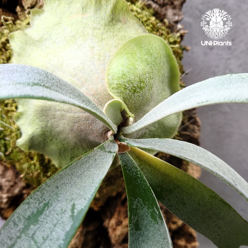 Platycerium Foongsiqi ビカクシダ フーンシキ ビカクシダコルク着生