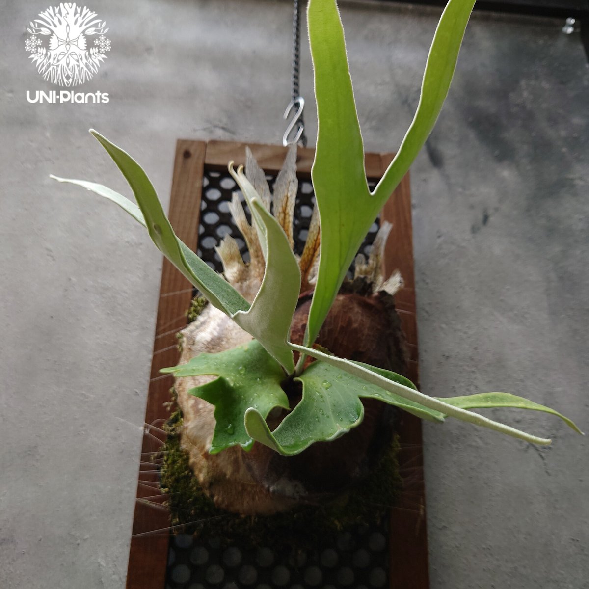 ビカクシダ 品種不明 Platycerium sp. コウモリラン ビカクシダ子株