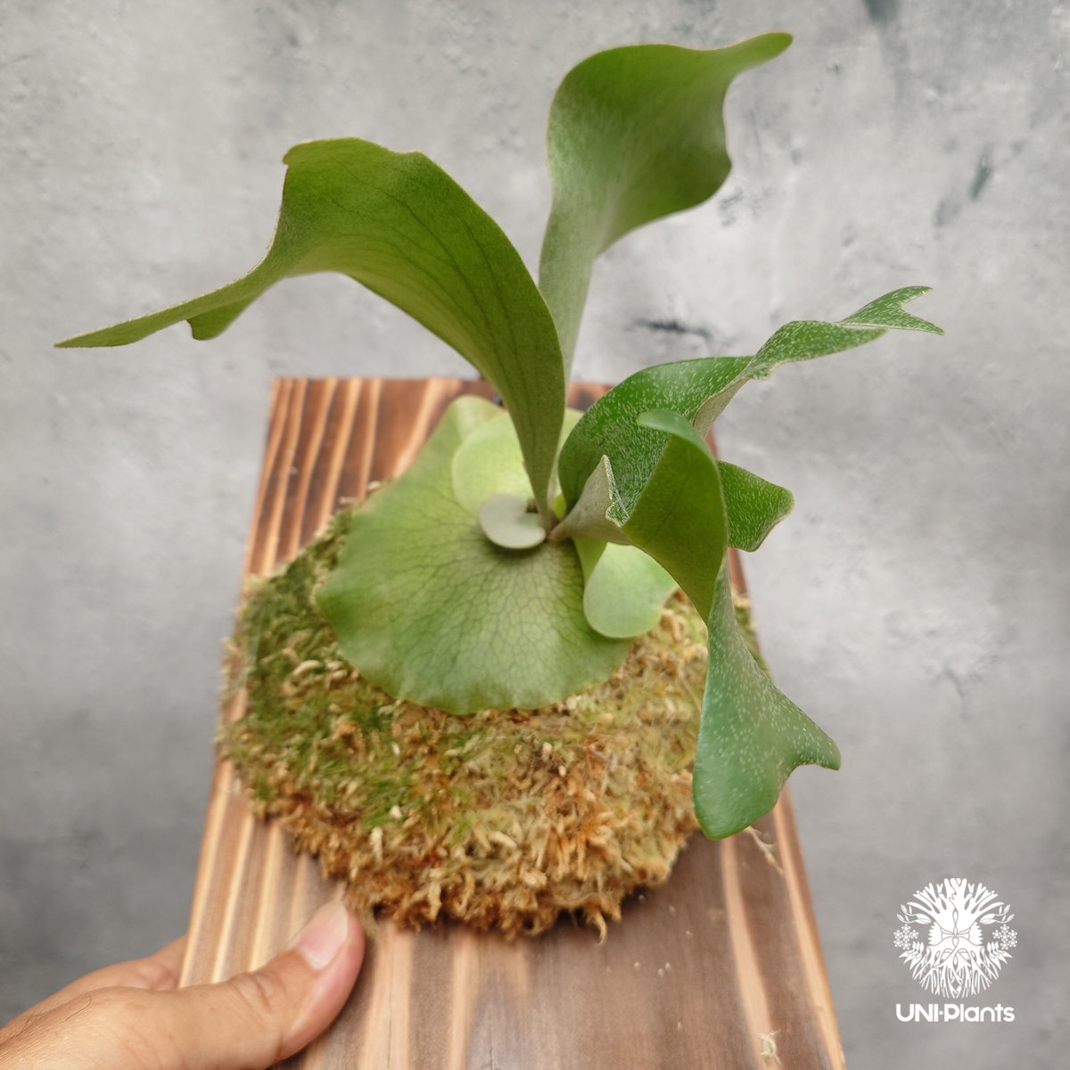Platycerium hillii cv.Miss Moana（pup） ビカクシダ ヒリー