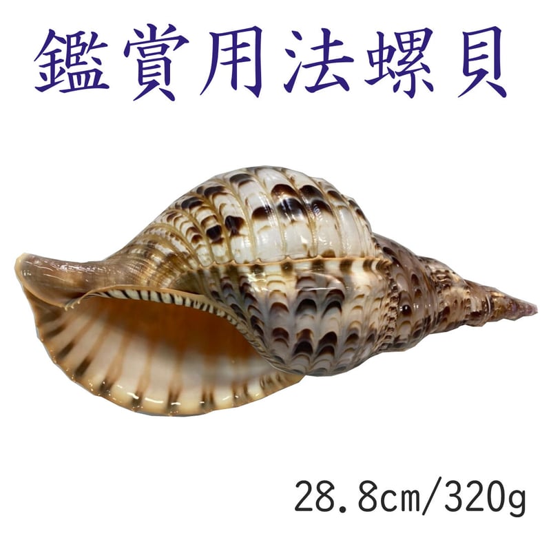 大型肉厚39㎝修験道法螺貝 山伏 大型肉厚39㎝修験道