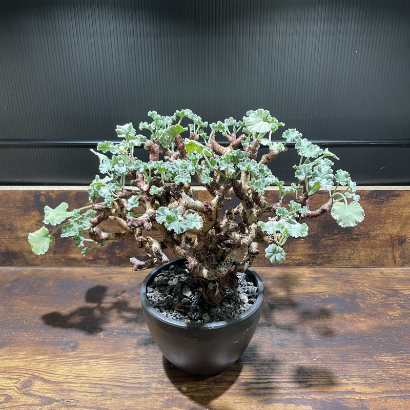 ペラルゴニウム ミラビレ 大株 | uc.plant Store