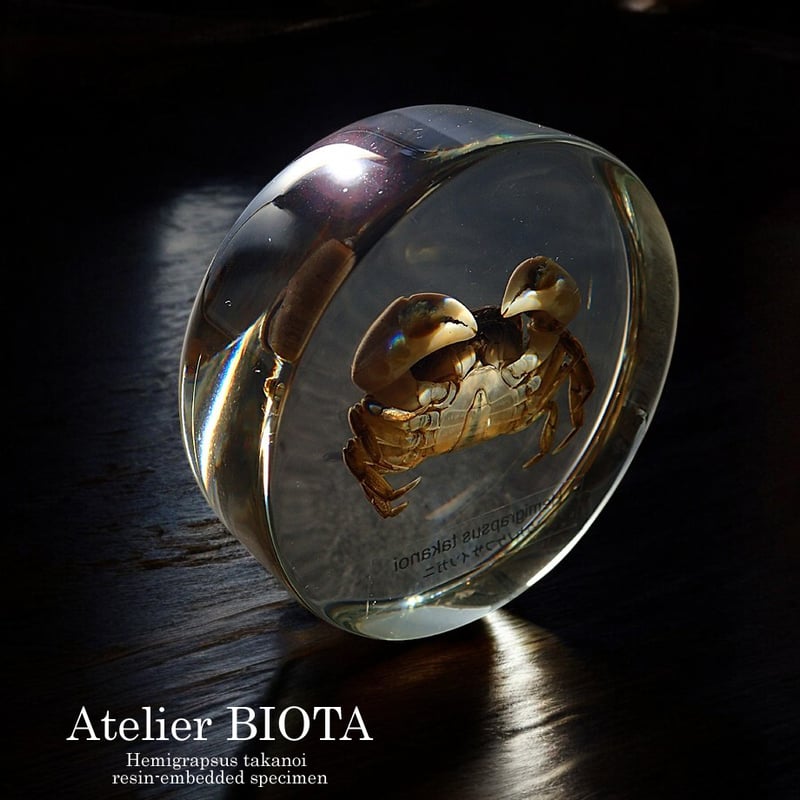 タカノケフサイソガニ樹脂封入標本 L (木製標本箱入り) | Atelier BIOTA