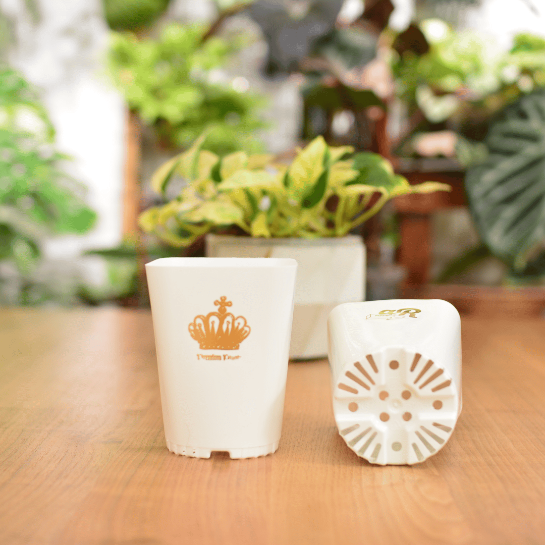 Neo Put White 3.5号 2種8鉢セット | 花森家-1号店-
