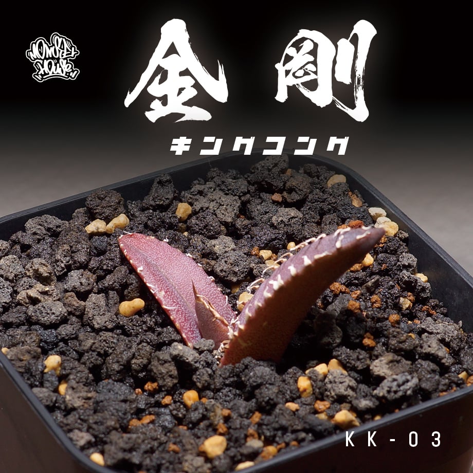 アガベ チタノタ 金剛 キングコング / KK-03 | アガベ専門店