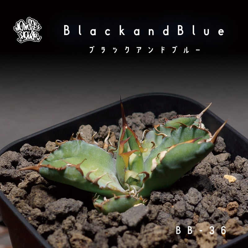 最後の株 レア 限定品】チタノタ『◤悪魔BB◢ブラックアンドブルー