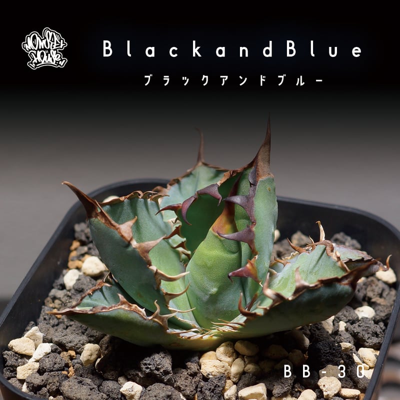 アガベ チタノタ ブラックアンドブルー/bb-30 | アガベ専門店