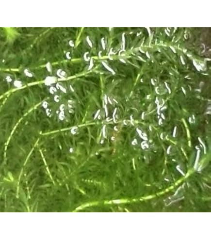 Amazon.co.jp: [水草] 国産 アナカリス10本(おもり付き） 国産 無農薬