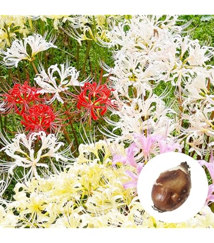 Amazon.co.jp: リコリス 球根 【5球】【スプレンゲリー】ムラサキ