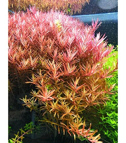 Amazon.co.jp: （水草）エキノドルス ホレマニーグリーン レッドエッジ