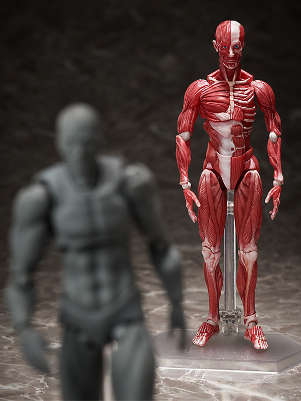figma 人体模型