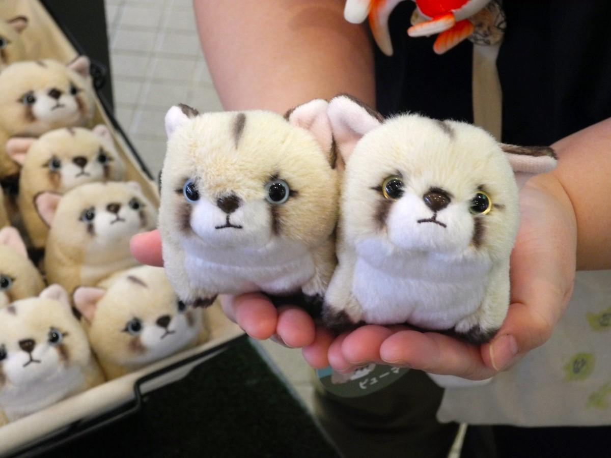 ZOOMOが初のオリジナルぬいぐるみ ピューマのタフとニーナをモデルに