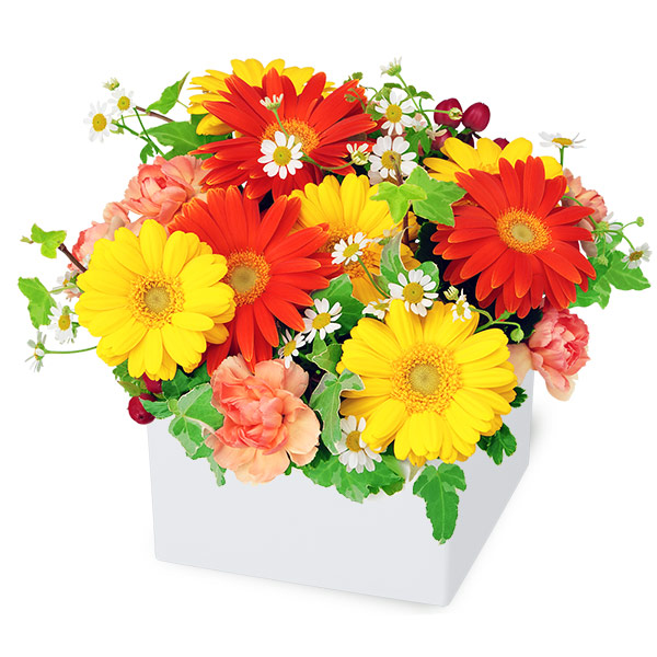 2色ガーベラのキューブアレンジメント - フラワーアレンジメント｜｜花