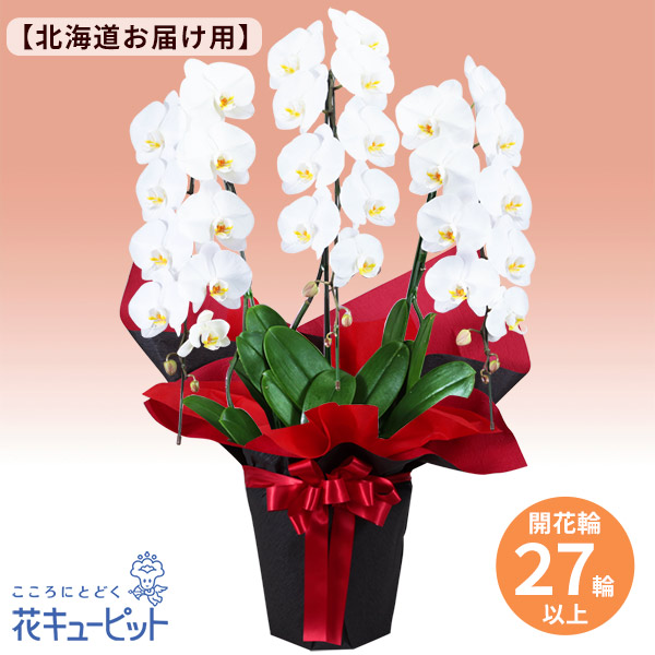 胡蝶蘭 3本立（開花輪白27以上）赤系ラッピング - 花鉢（胡蝶蘭・洋蘭
