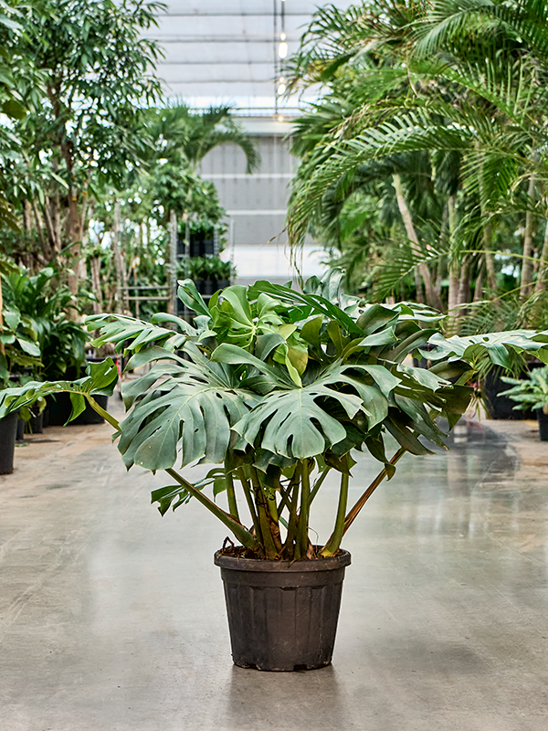 Monstera deliciosa [object Object] Erdkultur kaufen? | Nieuwkoop