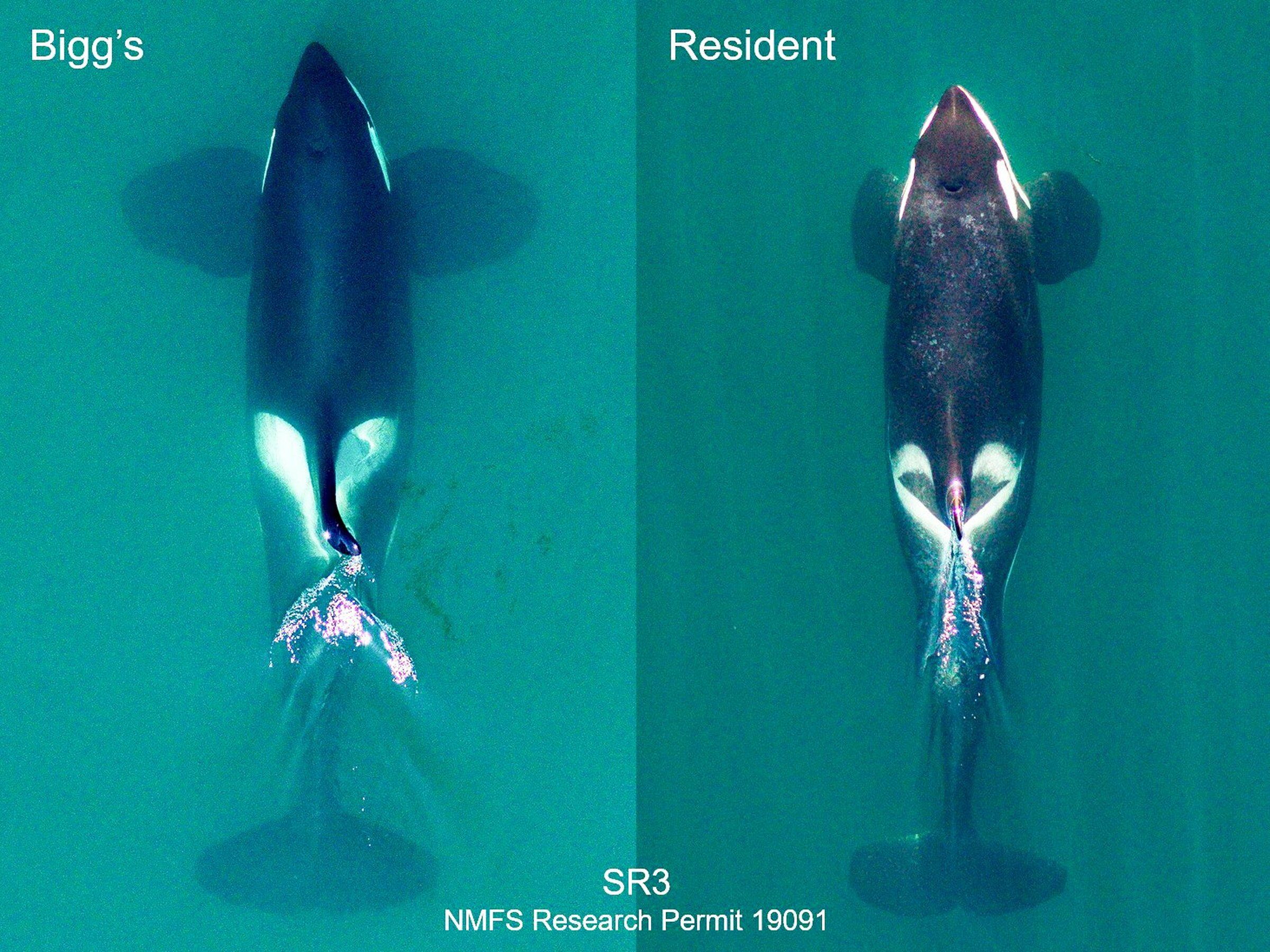 1961年 ERS vs WHALES 記念ボール 1961年 ERS vs WHALES 記念ボール
