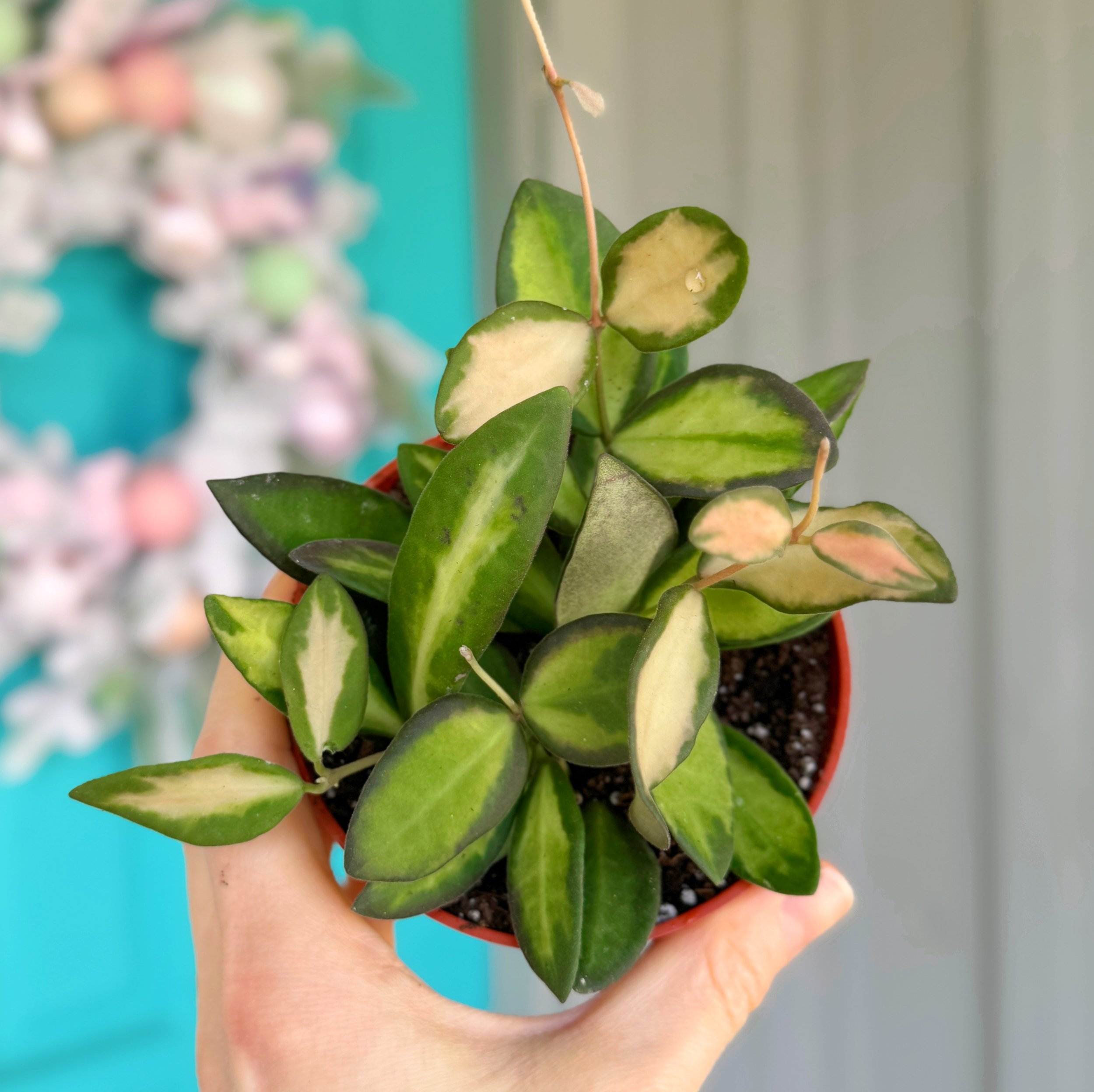 Hoya Carnosa 'Snowball' 6
