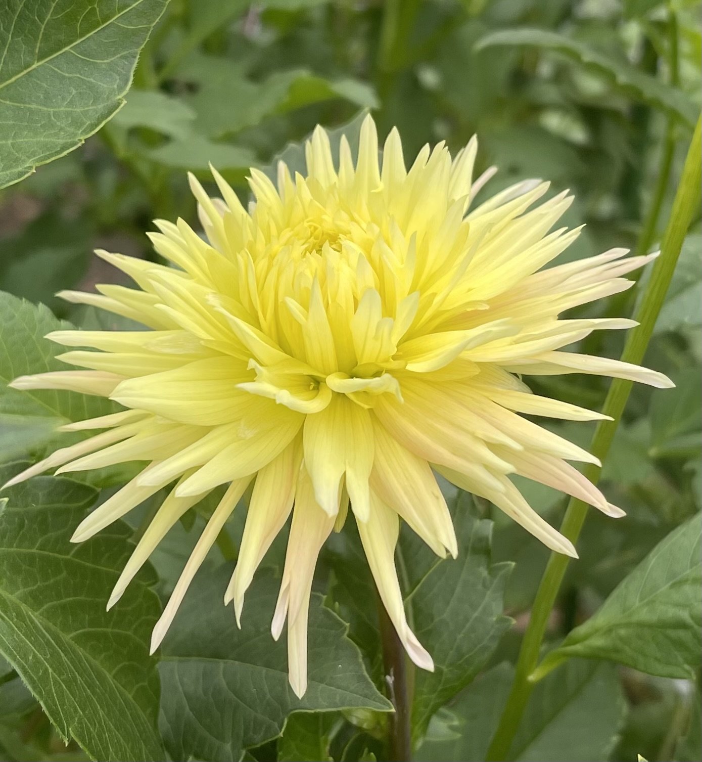 Laciniated — Dahlia Tubers — Cottage Blooms | Dahlias | Cut Flower