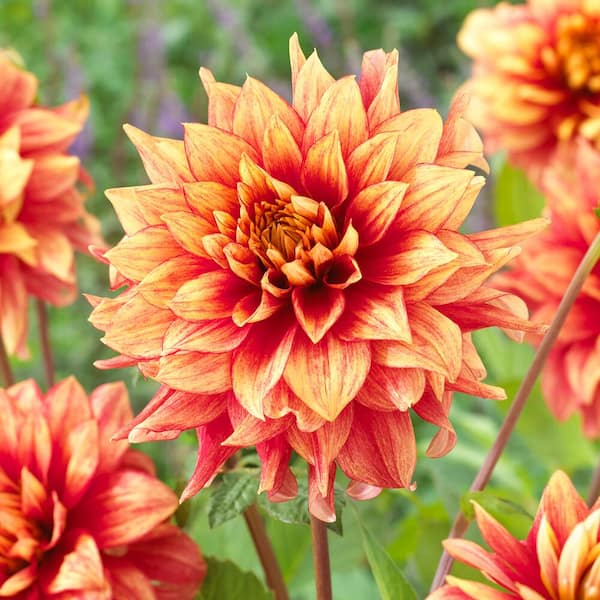Vigoro Dazzling Magic Dinnerplate Dahlia Flower Bulbs, Bare Roots