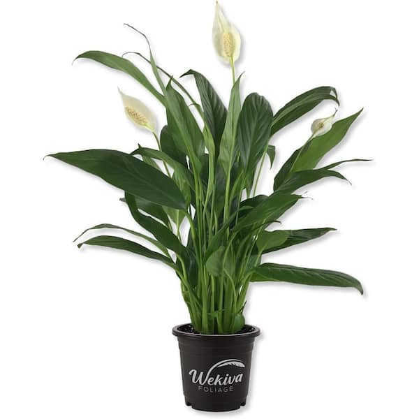 Wekiva Foliage Spathiphyllum Peace Lily - Live Starter Plant in 4