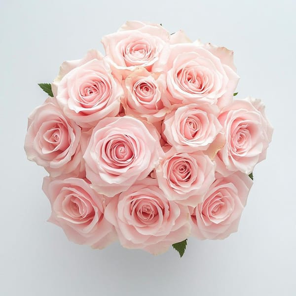 Globalrose Fresh Valentine's Day Red Roses (75 Extra Long Stems