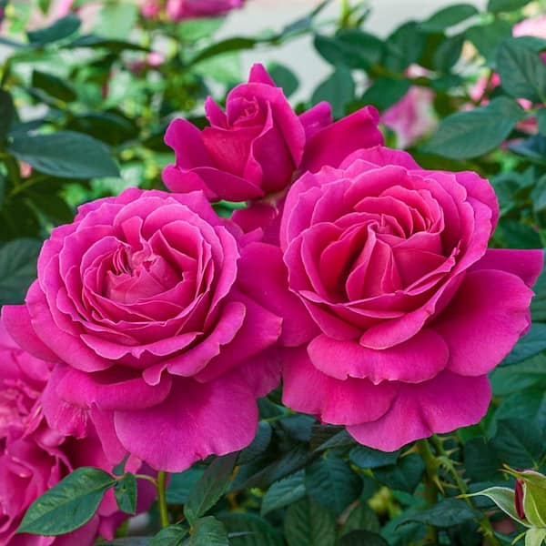 DIRECT GARDENING Pretty Lady Downton Abbey Grandiflora Rose