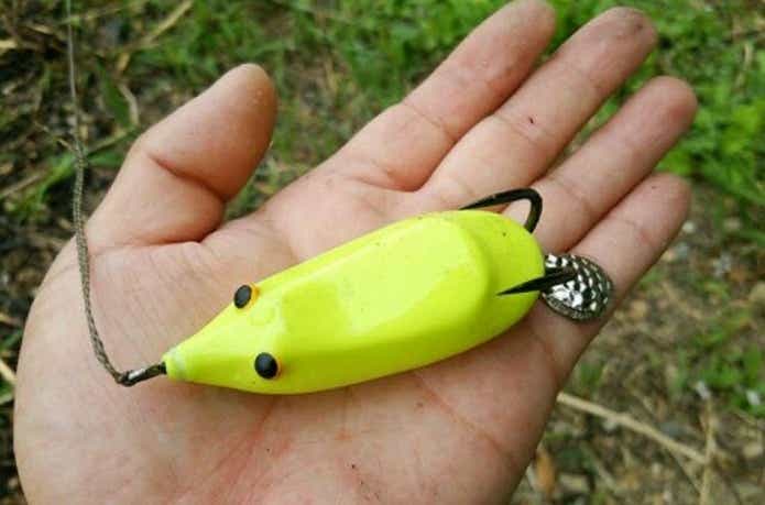 ウィップラッシュファクトリー！雷魚釣りにオススメなフロッグたち