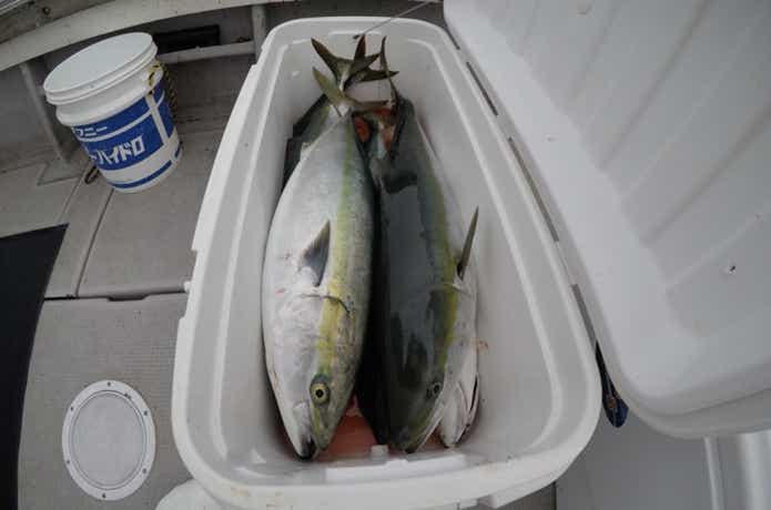 飛島マグロ・ヒラマサキャスティングに挑む！あすか【山形県酒田港