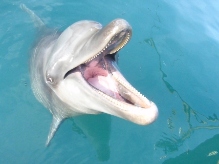 イルカの歯 | Okinawa Marine Research Center