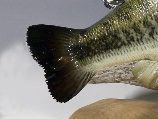 ナナマルのブラックバス | 名古屋のはく製屋さん！！