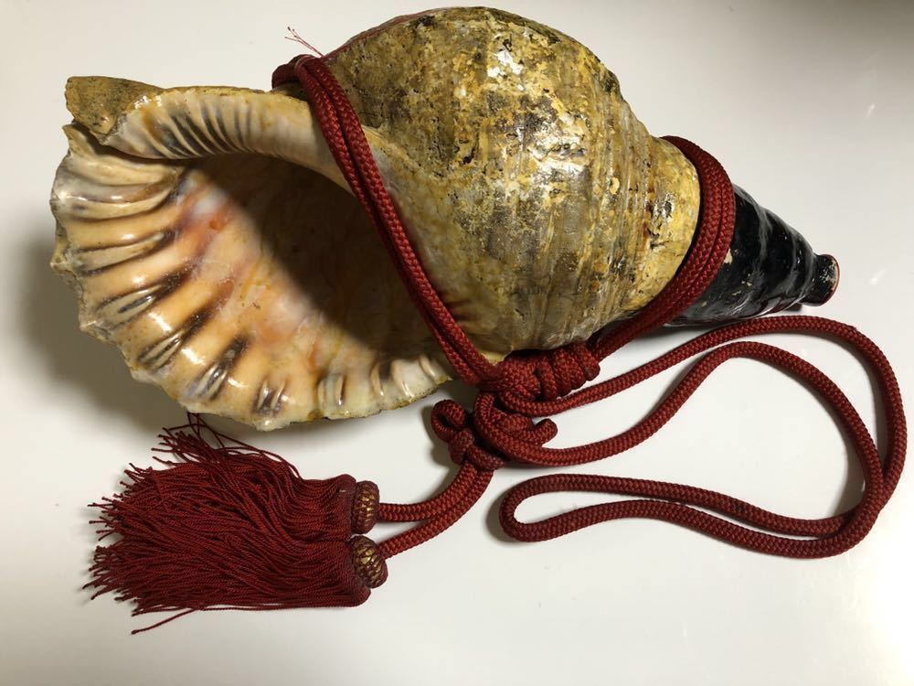 大型39㎝修験道法螺貝 山伏 密教 魔除け 熊よけ❣️ホラガイ 42cm